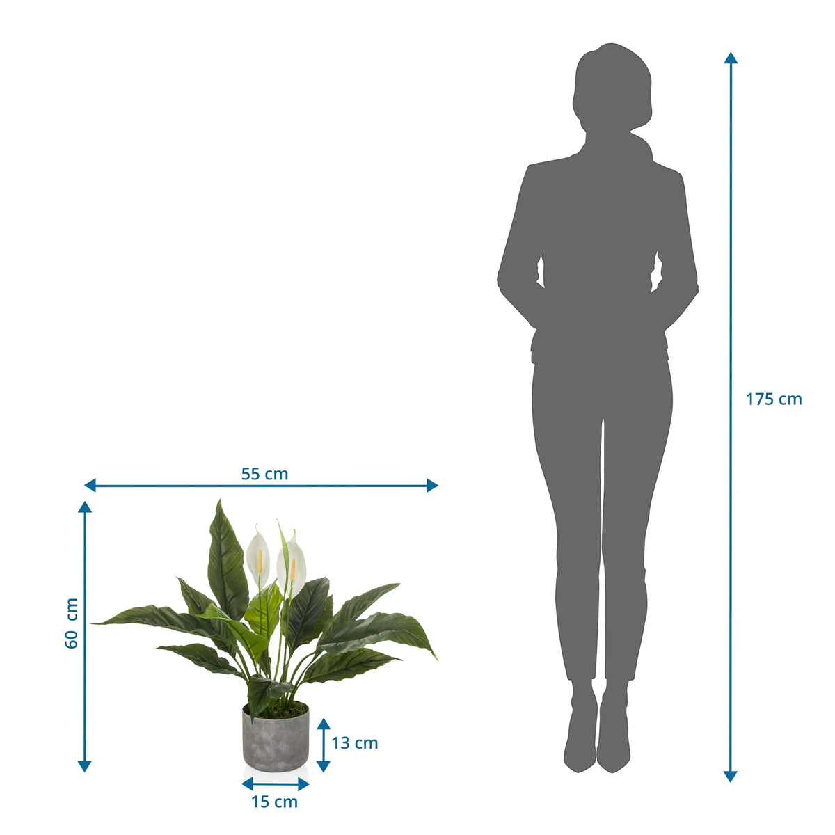 Tekokasvi Spathiphyllum 1 mittojen 60 x 55 cm havainnollistava piirros suhteessa henkilöön, valmistaja hjh OFFICE
