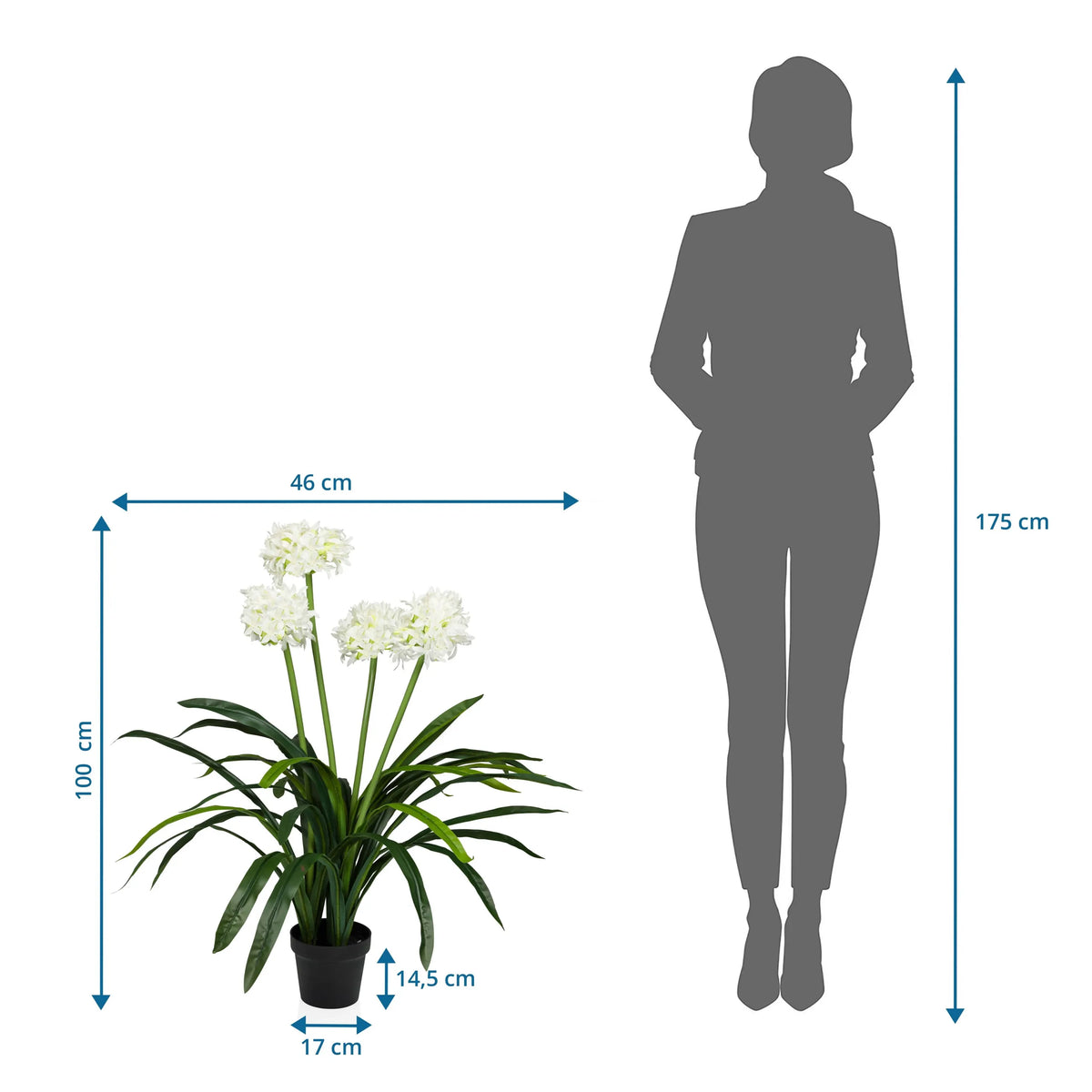 Tekokasvi AGAPANTHUS mittojen piirustus, korkeus 100 cm ja leveys 46 cm, valmistaja hjh OFFICE