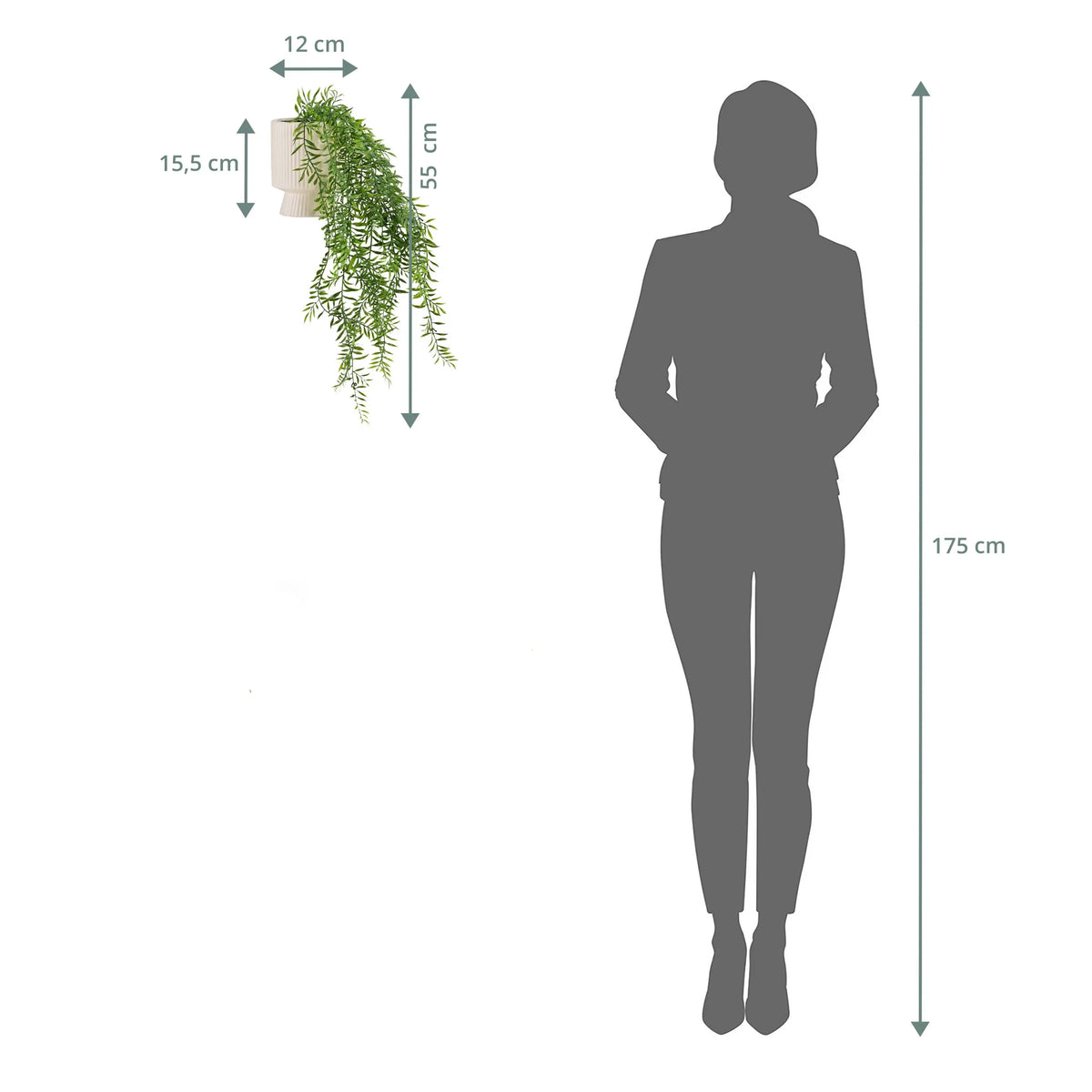 Filix-seinäkasvin mittoja esittävä piirustus, jonka kokonaiskorkeus on 55 cm ja leveys 12 cm, valmistaja hjh OFFICE