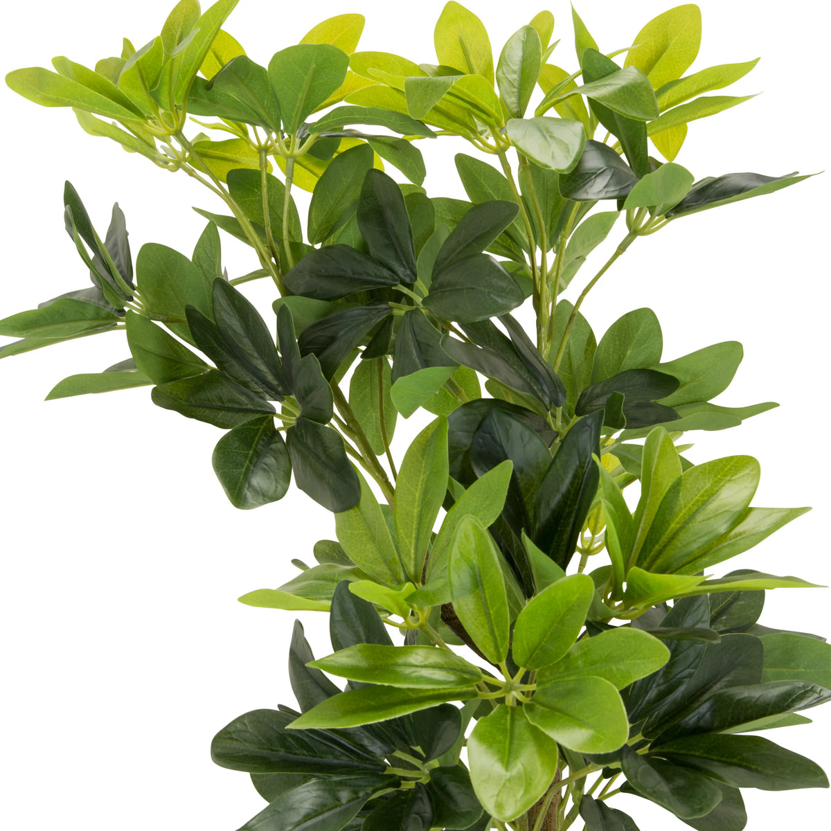 Tekokasvin SCHEFFLERA vihreät lehdet, valmistaja hjh OFFICE