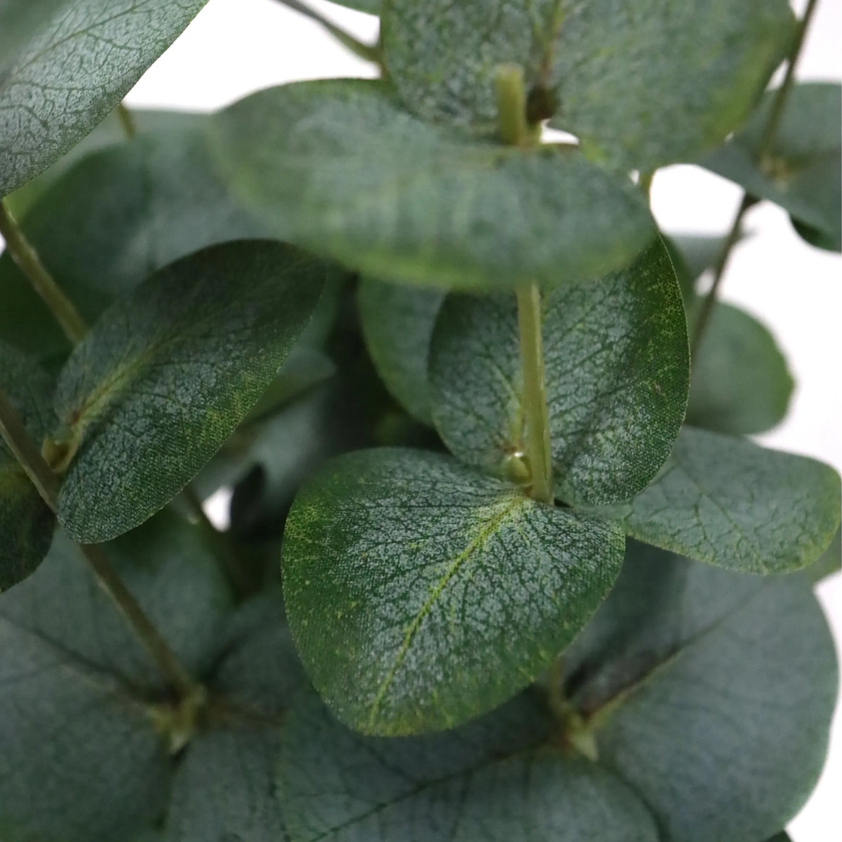 Tekokasvi Eucalyptus-kasvin vihreät lehdet, valmistaja hjh OFFICE