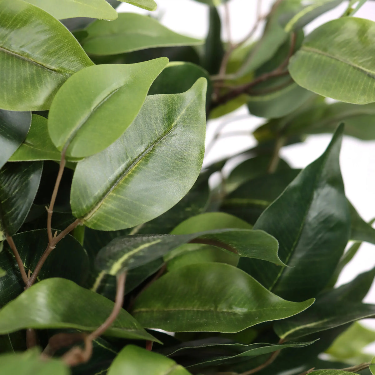 Tekokasvi FICUS II-kasvin vihreät lehdet, valmistaja hjh OFFICE