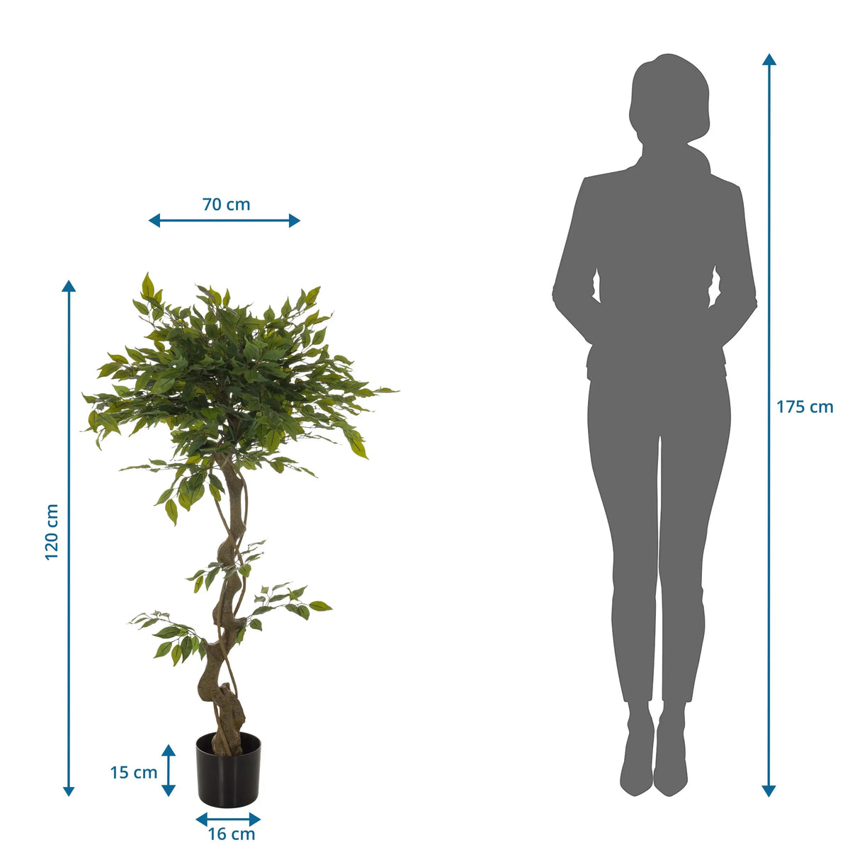 Tekokasvi FICUS I mittojen esitys, korkeus 120 cm ja leveys 70 cm, valmistaja hjh OFFICE