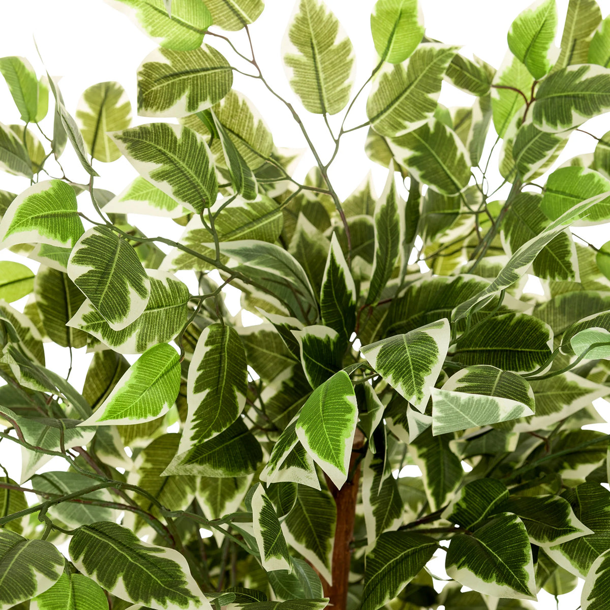 Tekokasvi FICUS-kasvin vihreävalkoiset kirjavat lehdet, valmistaja hjh OFFICE