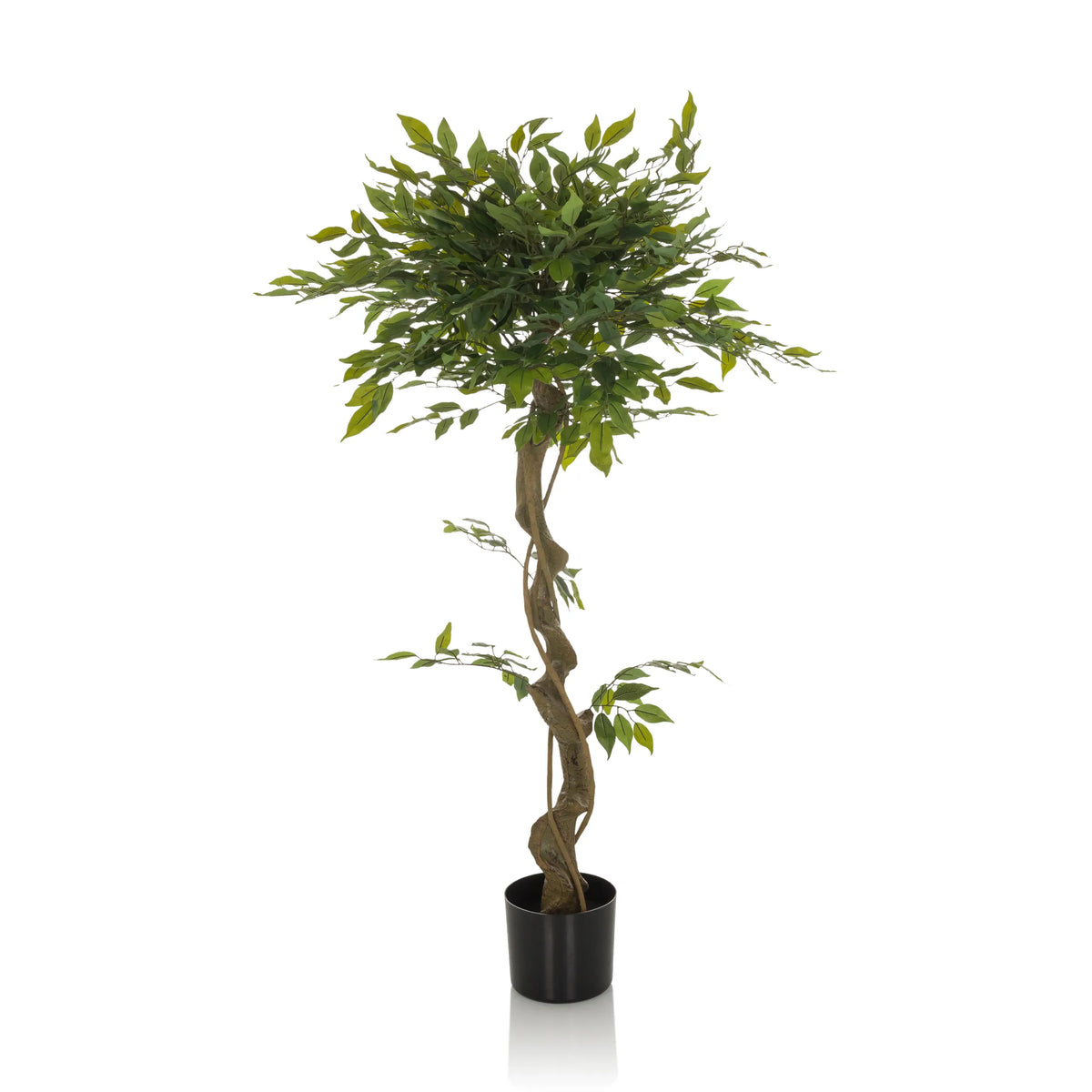 Vihreä Tekokasvi FICUS I punotulla varrella mustassa ruukussa, valmistaja hjh OFFICE – 360 asteen näkymä (sivuprofiili 90°)
