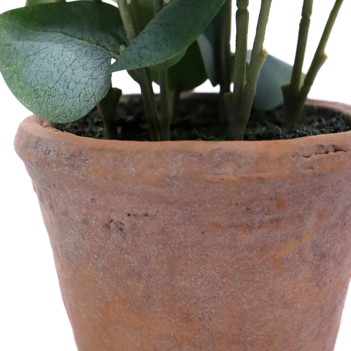 Tekokasvin Eucalyptus terrakottaruukku, jossa on vihreät lehdet, valmistaja hjh OFFICE