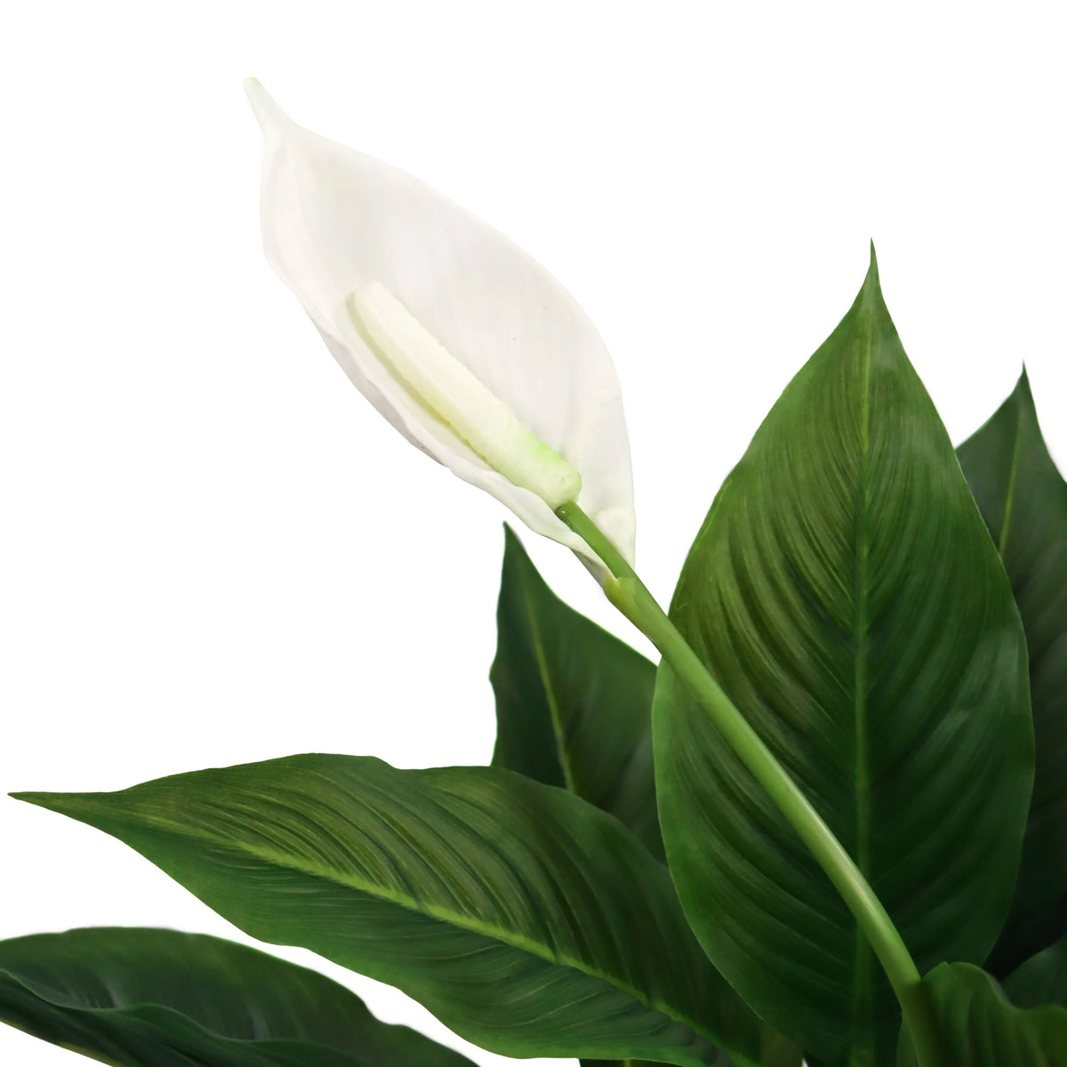 Tekokasvin SPATHIPHYLLUM valkoinen kukka ja vihreät lehdet, valmistaja hjh OFFICE