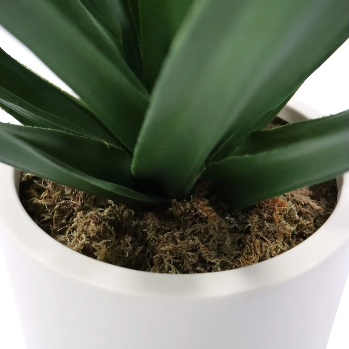 Tekokasvi Agave-kasvin vihreät lehdet ja sammalpeite valkoisessa ruukussa, valmistaja hjh OFFICE