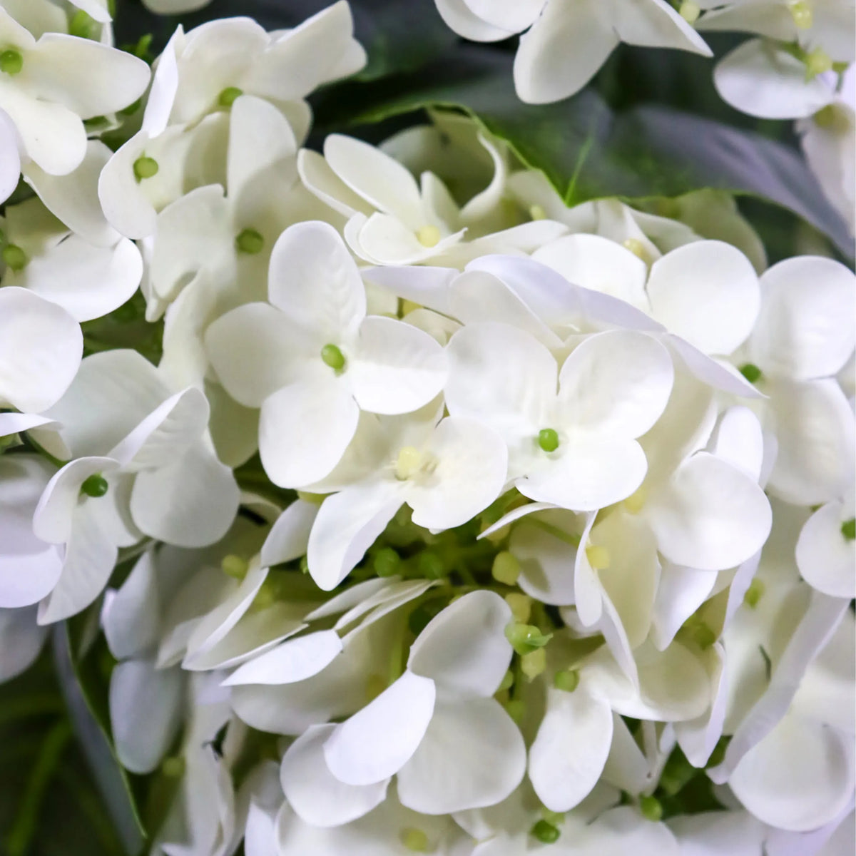 Tekokasvi HYDRANGEA-kasvin valkoiset kukat ja vihreät yksityiskohdat, valmistaja hjh OFFICE