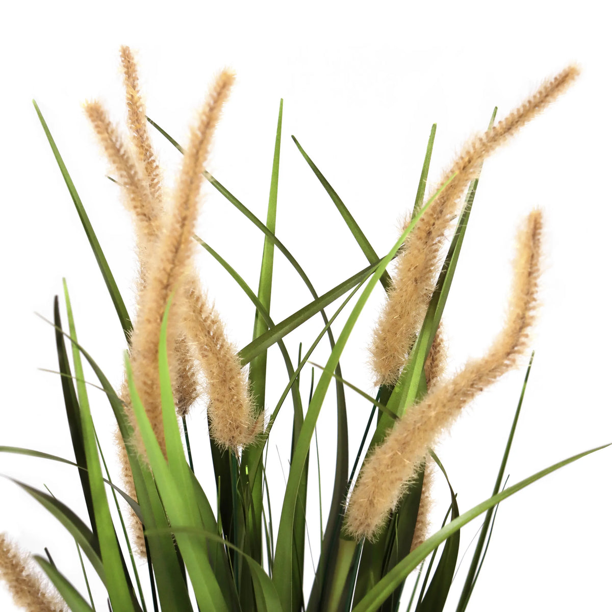 CORTADERIA I-tekokasvin beige-vihreät heinät ja pörröiset kukinnot, valmistaja hjh OFFICE