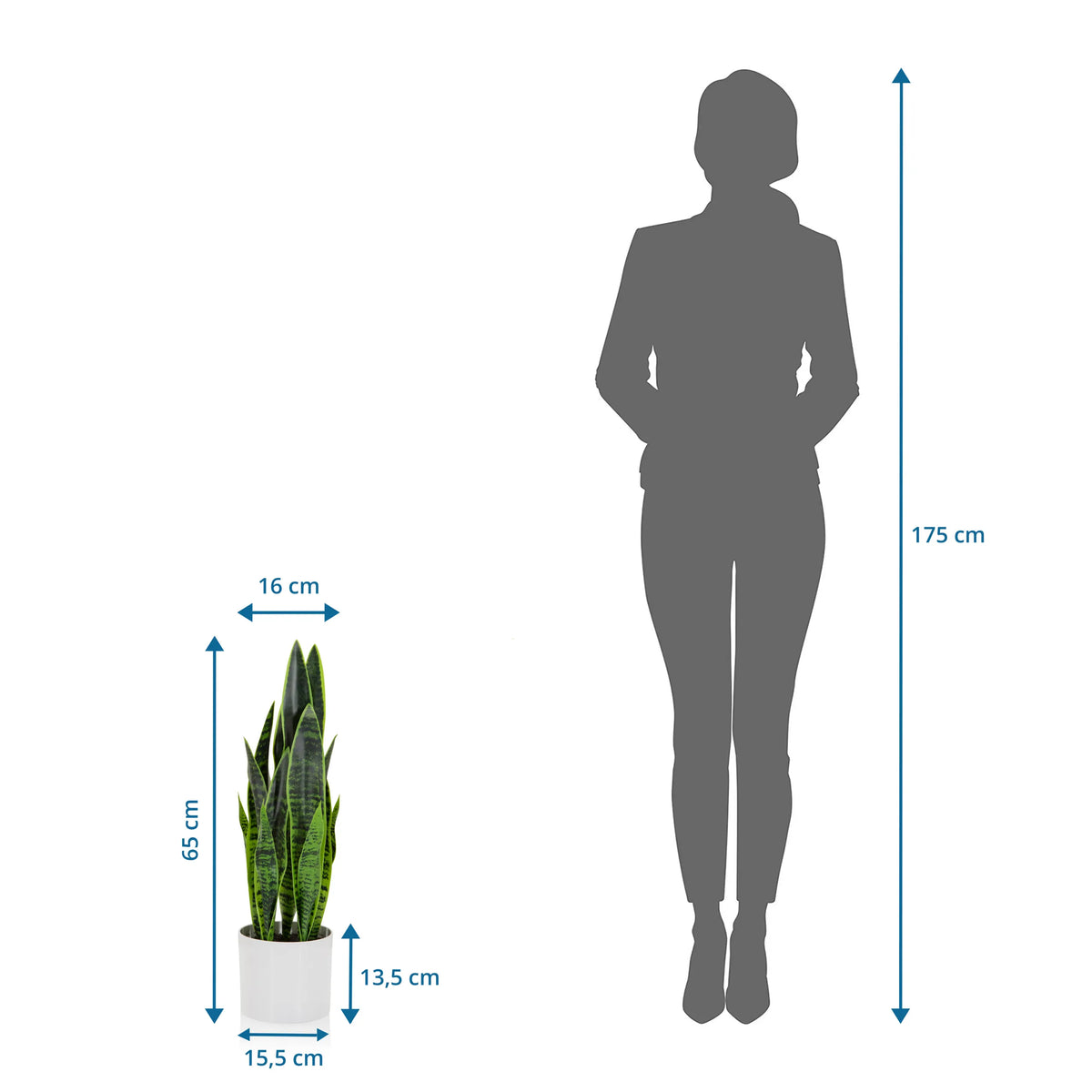Maßansicht der Kunstpflanze SANSEVIERIA mit einer Höhe von 65 cm neben einer Personen-Silhouette von hjh OFFICE