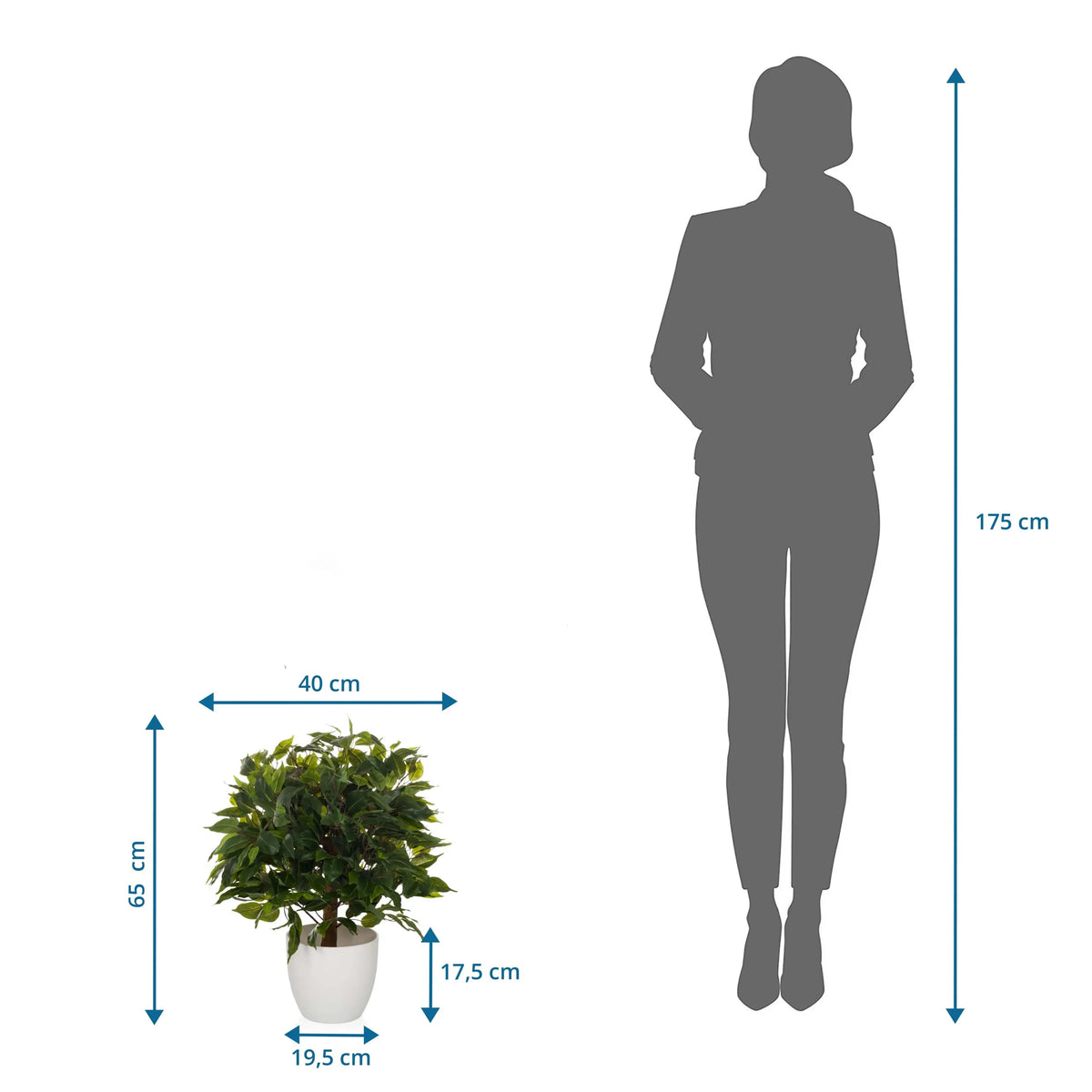 Tekokasvi FICUS II mittojen piirustus, korkeus 65 cm ja leveys 40 cm, valmistaja hjh OFFICE