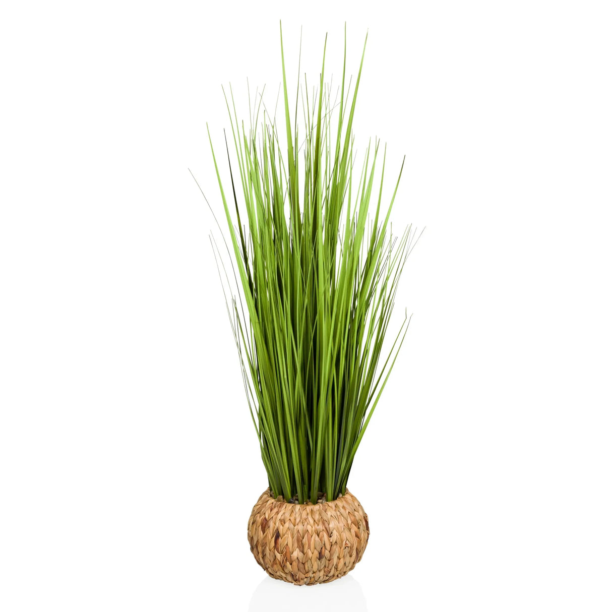 CORTADERIA - Tekokasvi