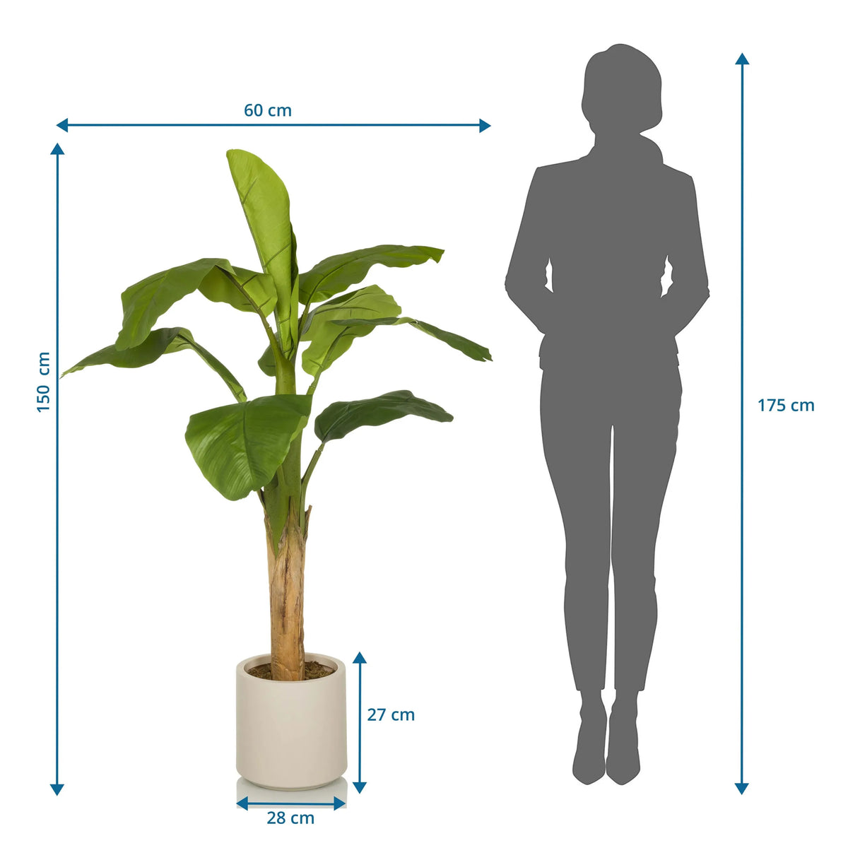 Tekokasvi BANANE I mittojen piirustus, korkeus 150 cm ja leveys 60 cm, valmistaja hjh OFFICE