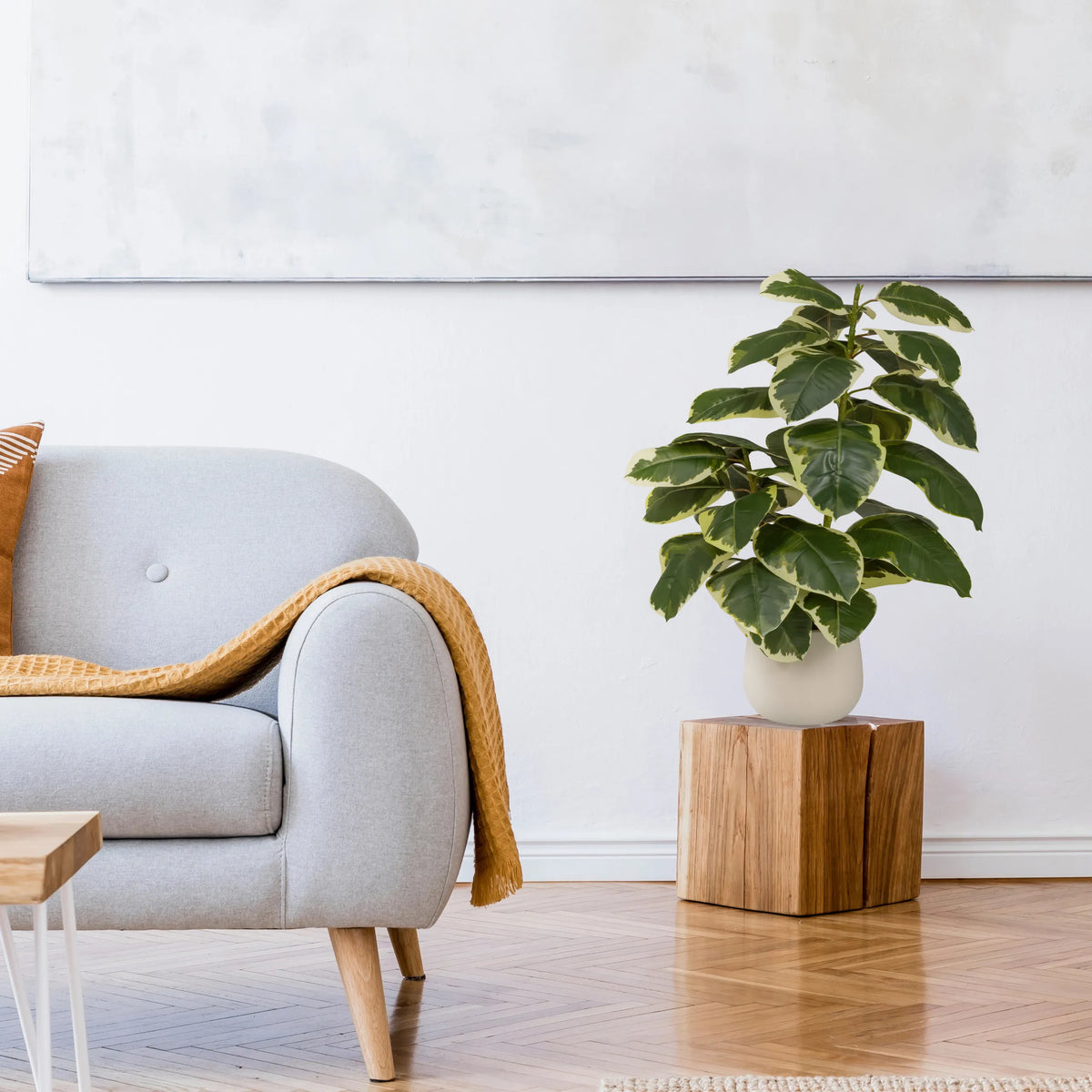 Tekokasvi Ficus 3 vihreänä ja valkoisena valkoisessa ruukussa puualustalla, valmistaja hjh OFFICE