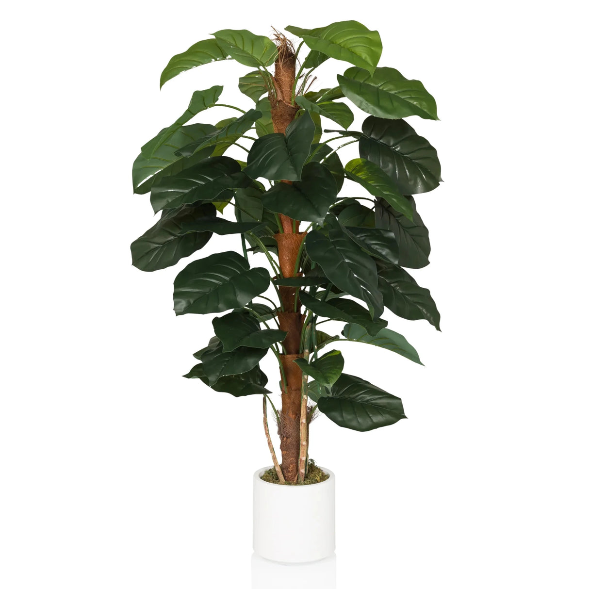 EPIPREMNUM - Tekokasvi