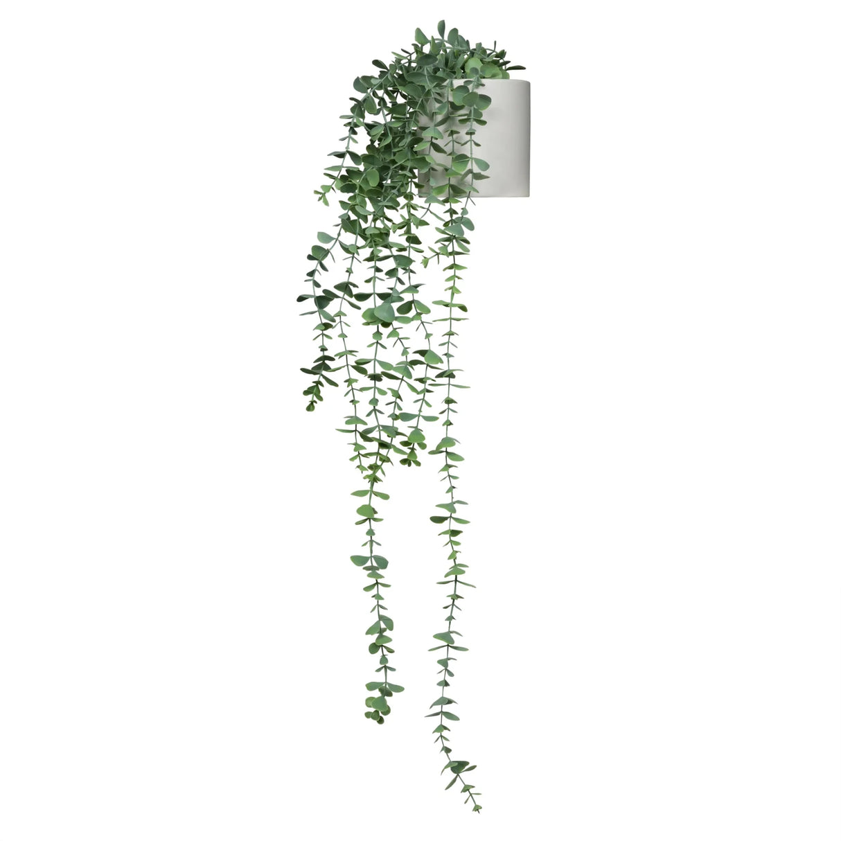 EUCALYPTUS CLIMB - Tekokasvi