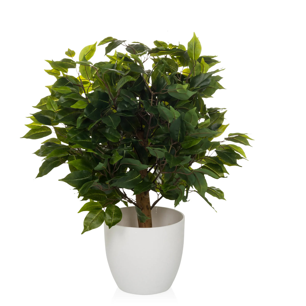 Vihreä Tekokasvi FICUS II valkoisessa ruukussa, valmistaja hjh OFFICE – 360 asteen näkymä (sivuprofiili 90°)