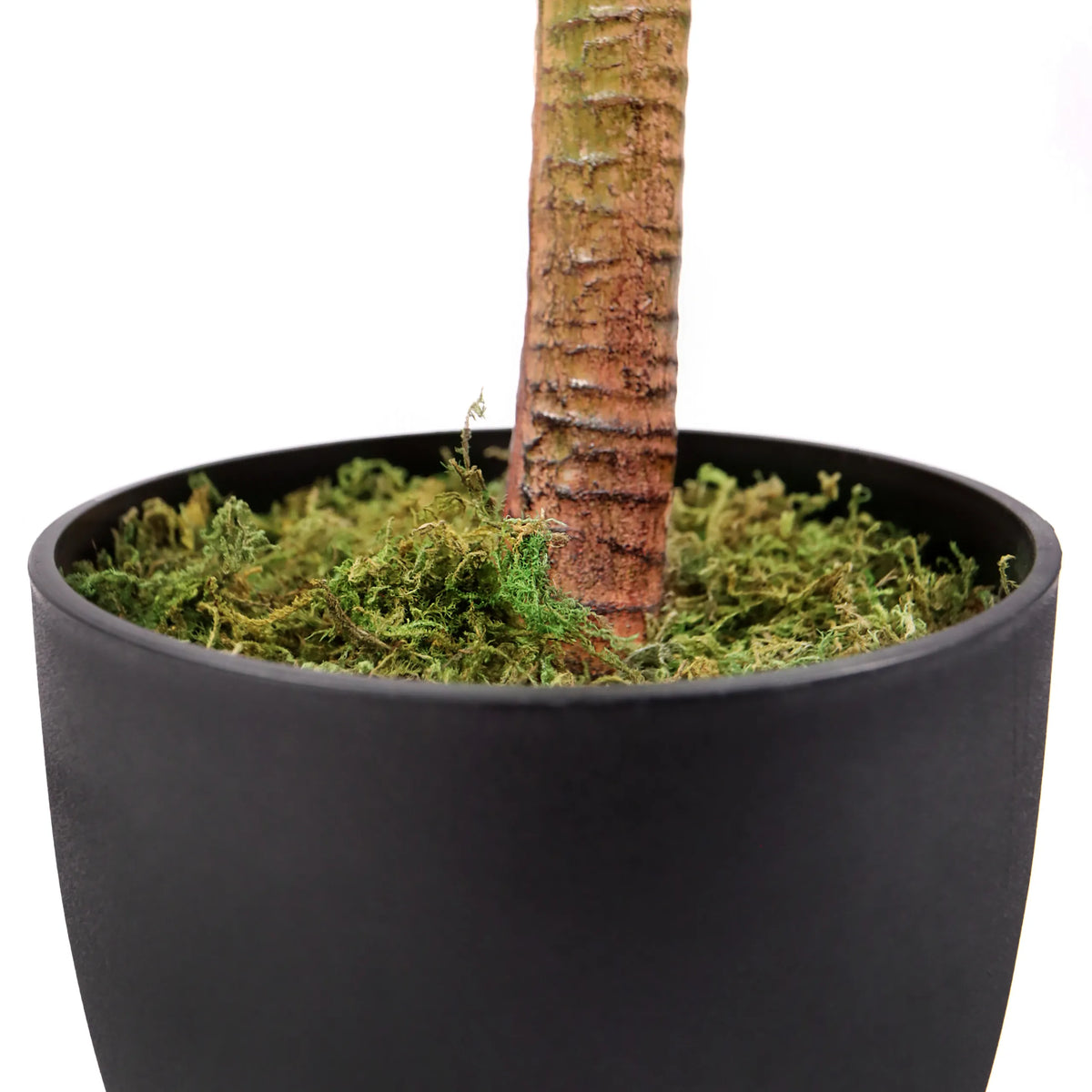 Tekokasvin DRACAENA I runko ja musta ruukku vihreällä sammaleella, valmistaja hjh OFFICE