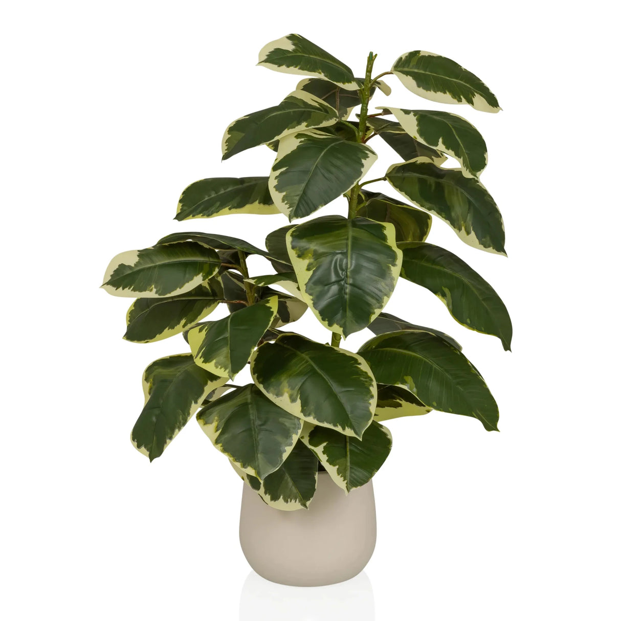 Ficus 3 - Tekokasvi