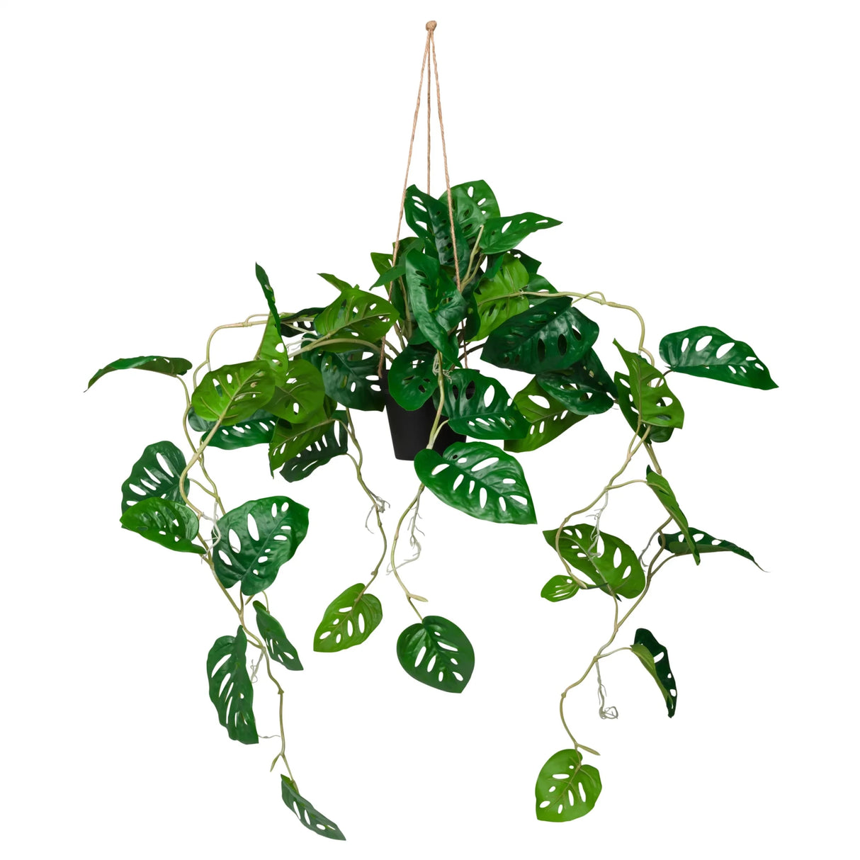 MONSTERA CLIMB - Tekokasvi