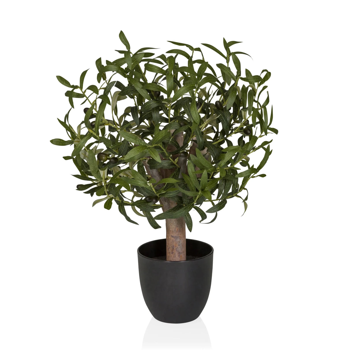 Olive S - Tekokasvi