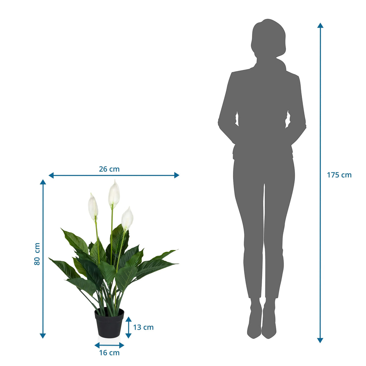 Tekokasvi SPATHIPHYLLUM mittojen piirustus, korkeus 80 cm ja leveys 26 cm, valmistaja hjh OFFICE