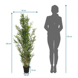 Tekokasvi BAMBUS mittojen piirustus, korkeus 165 cm ja leveys 70 cm, valmistaja hjh OFFICE