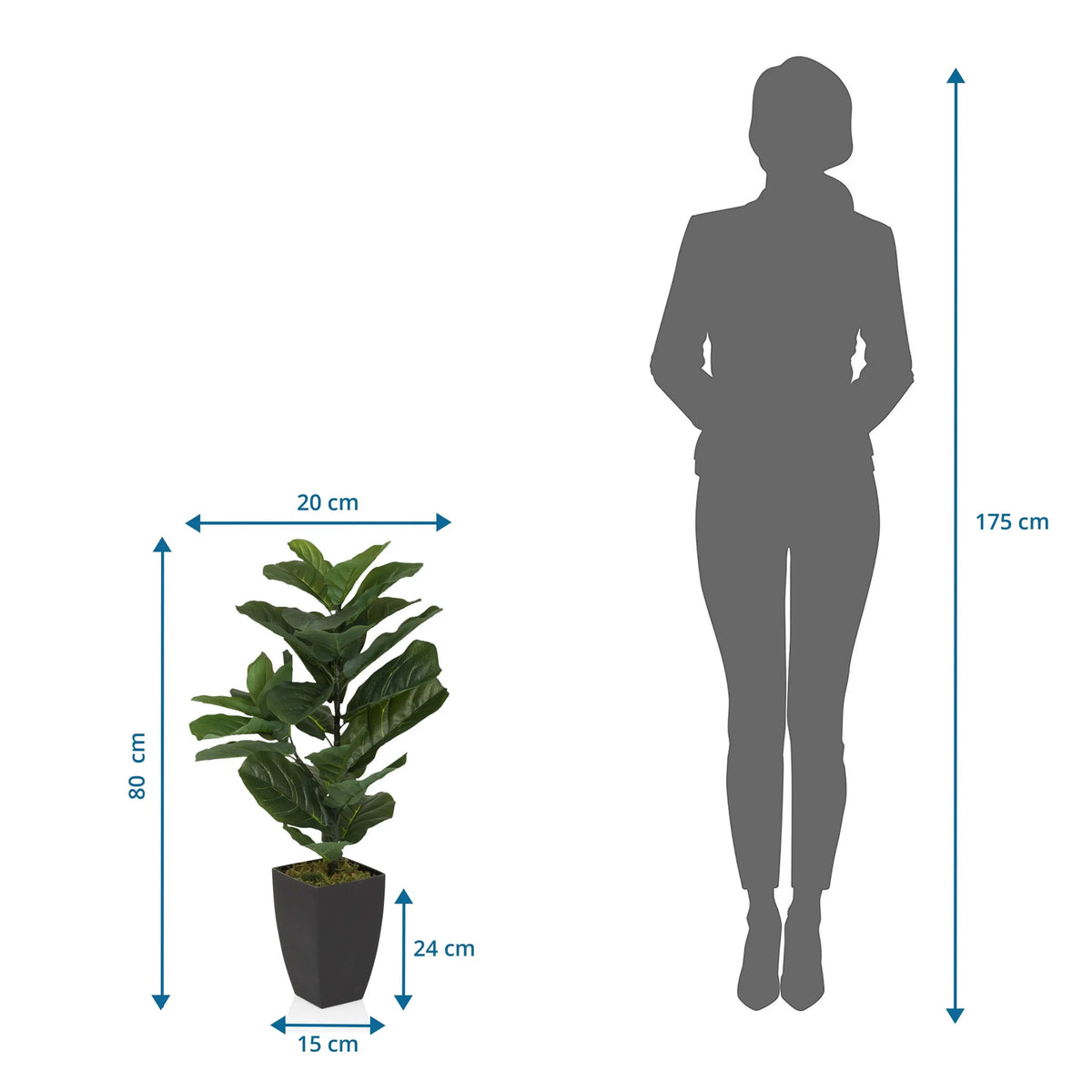 Tekokasvi LYRATA mittojen piirustus, korkeus 80 cm, valmistaja hjh OFFICE