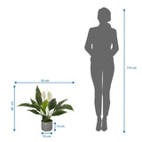 Tekokasvi Spathiphyllum 1 mittojen 60 x 55 cm havainnollistava piirros suhteessa henkilöön, valmistaja hjh OFFICE