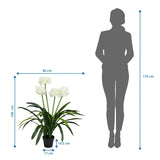 Tekokasvi AGAPANTHUS mittojen piirustus, korkeus 100 cm ja leveys 46 cm, valmistaja hjh OFFICE