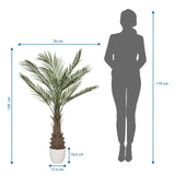 Tekokasvi DRACAENA mittojen piirustus, korkeus 120 cm ja leveys 70 cm, valmistaja hjh OFFICE