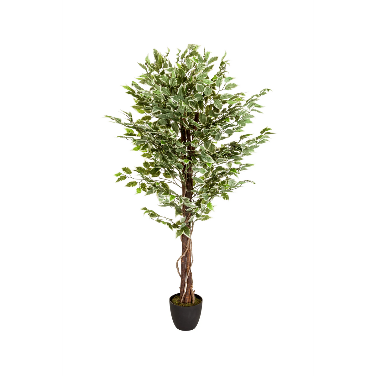 Vihreä Tekokasvi FICUS punotulla varrella mustassa ruukussa, valmistaja hjh OFFICE – 360 asteen näkymä (etunäkymä 0°)