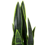 Tekokasvi SANSEVIERIA-kasvin vihreät lehdet, joissa on tummanvihreitä kuvioita, valmistaja hjh OFFICE