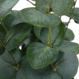 Tekokasvi Eucalyptus-kasvin vihreät lehdet, valmistaja hjh OFFICE