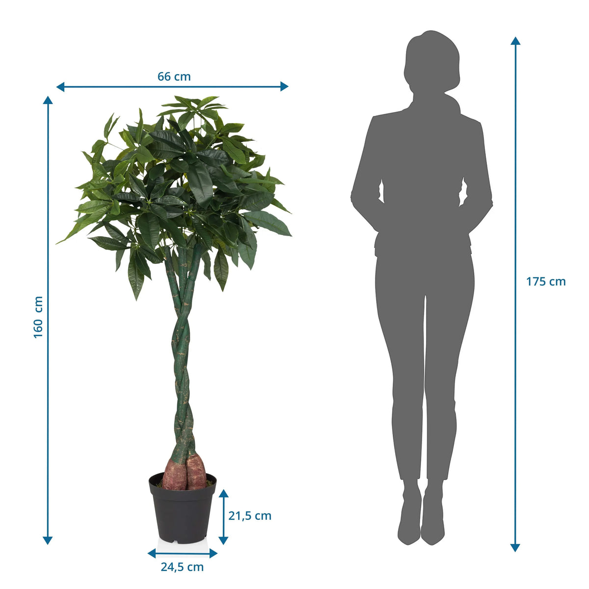 Tekokasvi PACHIRA mittojen piirros, korkeus 160 cm ja leveys 66 cm, valmistaja hjh OFFICE