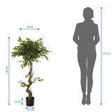Tekokasvi FICUS I mittojen esitys, korkeus 120 cm ja leveys 70 cm, valmistaja hjh OFFICE