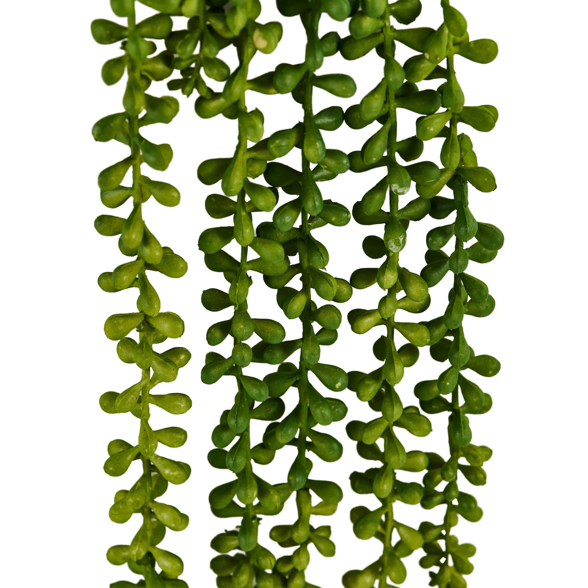 Riippukasvin Senecio Climb vihreät lehdet, valmistaja hjh OFFICE