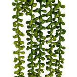 Riippukasvin Senecio Climb vihreät lehdet, valmistaja hjh OFFICE