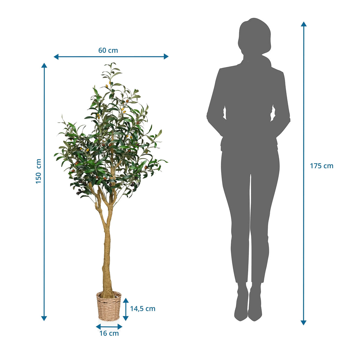 Tekokasvi OLIVE II mittojen piirustus, korkeus 150 cm ja leveys 60 cm, valmistaja hjh OFFICE