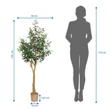 Tekokasvi OLIVE II mittojen piirustus, korkeus 150 cm ja leveys 60 cm, valmistaja hjh OFFICE