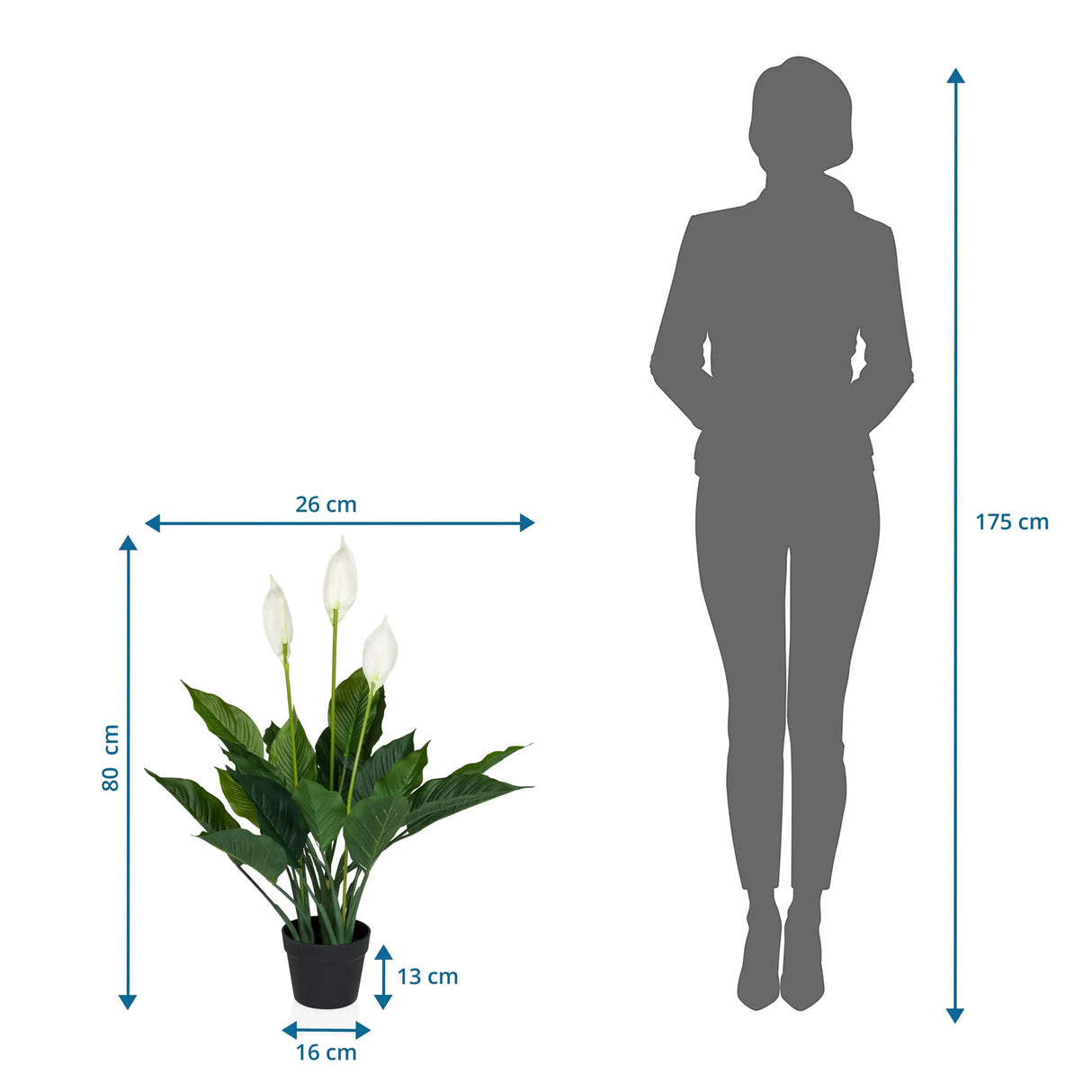 Tekokasvi SPATHIPHYLLUM mittojen piirustus, korkeus 80 cm ja leveys 26 cm, valmistaja hjh OFFICE