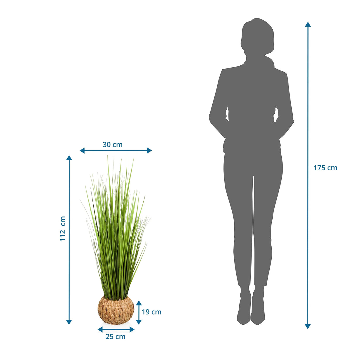 Tekokasvi CORTADERIA mittamallikuva, korkeus 112 cm ja leveys 30 cm, valmistaja hjh OFFICE