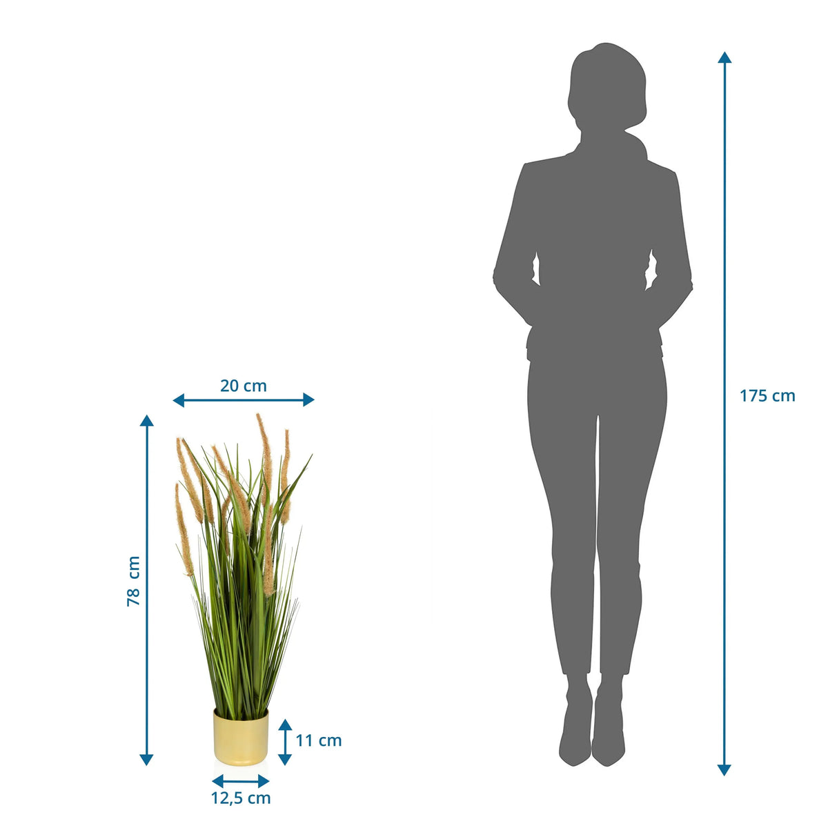 Tekokasvi CORTADERIA I mittojen näkymä, kokonaiskorkeus 78 cm, valmistaja hjh OFFICE