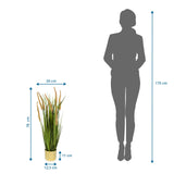 Tekokasvi CORTADERIA I mittojen näkymä, kokonaiskorkeus 78 cm, valmistaja hjh OFFICE