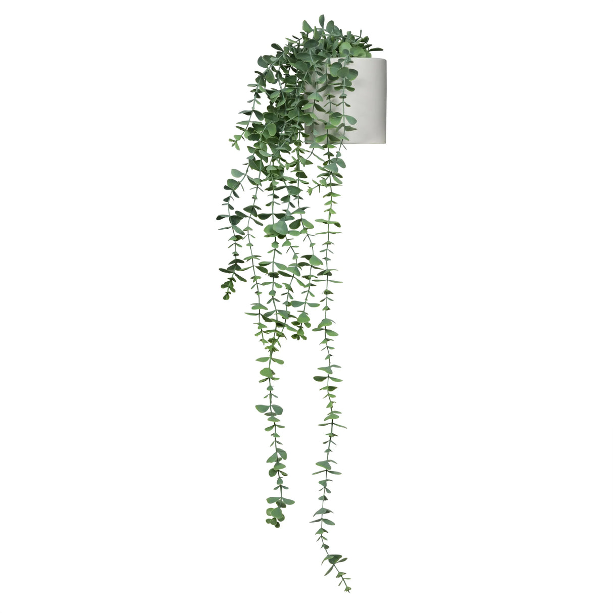 EUCALYPTUS CLIMB - Tekokasvi 