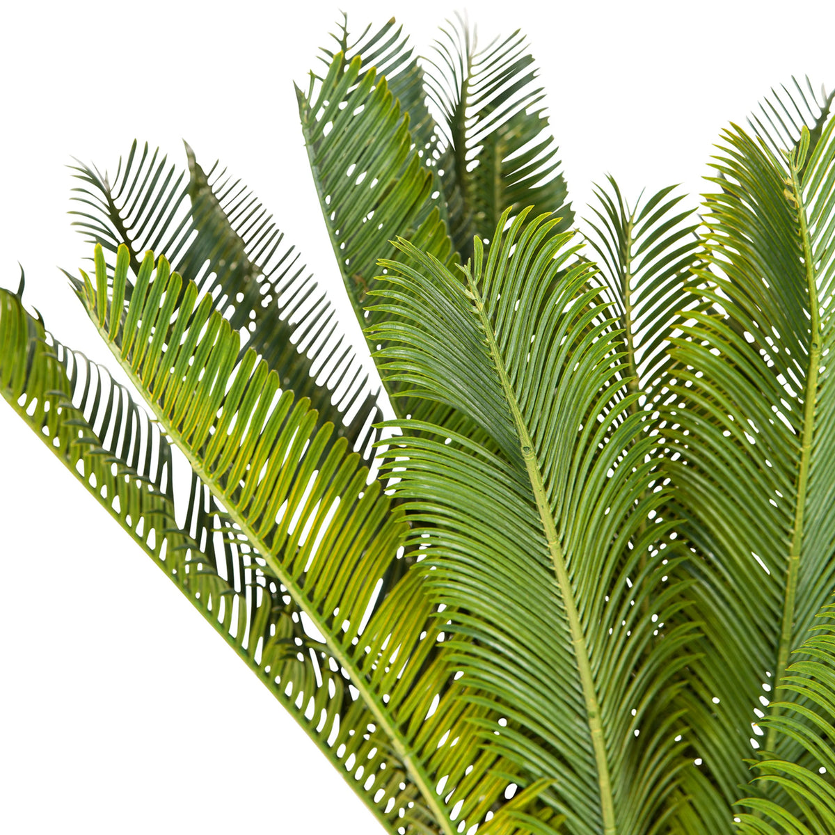 Tekokasvi CYCAS-kasvin vihreät lehdet, valmistaja hjh OFFICE