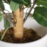 Tekokasvi FICUS II-kasvin varsi ja lehdet valkoisessa ruukussa, valmistaja hjh OFFICE
