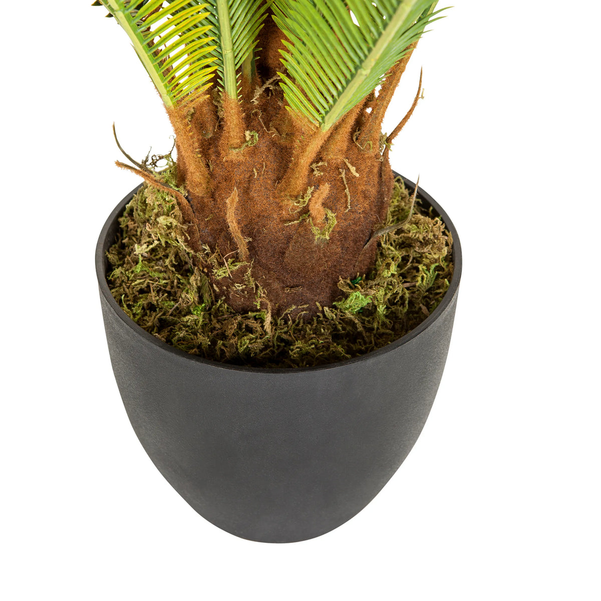 Tekokasvi CYCAS-kasvin runko ja musta istutusruukku, valmistaja hjh OFFICE
