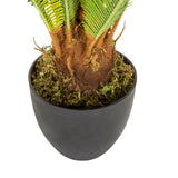 Tekokasvi CYCAS-kasvin runko ja musta istutusruukku, valmistaja hjh OFFICE